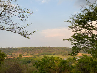 Fototapeta na wymiar trees in region country.