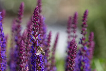 close-up of a honeybee harvesting on blue and purple sage blossoms with blurry background