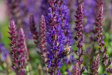 close-up of a honeybee harvesting on blue and purple sage blossoms with blurry background