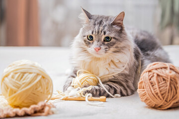 Fototapeta na wymiar Fluffy cute gray cat plays fun with balls of yarn tangled threads, lies among skeins