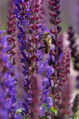 close-up of a honeybee harvesting on blue and purple sage blossoms with blurry background