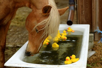 Pferdetränke mit Badeenten