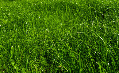 Emerald green grass in the park, lawn
