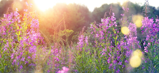 Bright purple flowers Ivan-tea, kiprei herb on sunny meadow. gentle floral garden in sunset. summer seasonal landscape