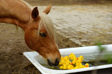 Pferdetränke mit Badeenten