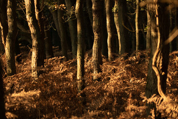 Tree branches touched by sunlight. Red ferns in the Dutch nature reserve of the Amsterdamse Waterleidingduinen. A dune area near Zandvoort and Amsterdam. Dutch landscape.