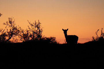 Silhouette of a small deer at sunset in the Dutch nature reserve of the Amsterdamse Waterleidingduinen. Sunset in a dune area near Zandvoort and Amsterdam. Dutch landscape. - obrazy, fototapety, plakaty