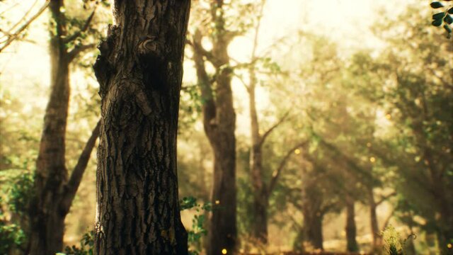 rays of sunlight in a misty forest in autumn