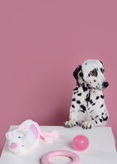 Picky dog before choosing toys. Dalmatian looks at the table on which lie toys. Pet on pink background. Dog training concept. Copy space
