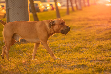 A brown male dog mixed breed pitbull with a black nose and drooping ears walks from left to right...