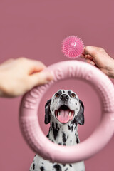 Happy dog before choosing toys. Dalmatian looks at soft toy and ball on pink background. Dog training concept. Let's play with dog. Copy space - 435064378