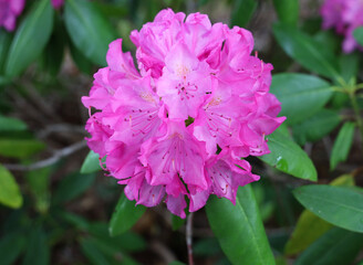 Closeup of the beauty of a rhododendron bloom.