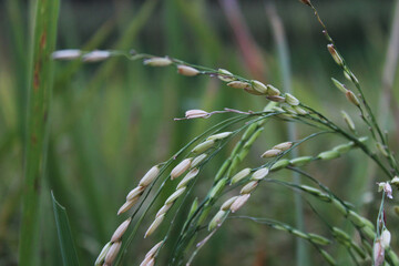 Close up of rice plants