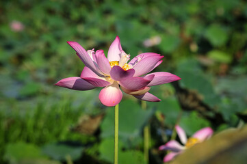 Pink Lotus Blooming