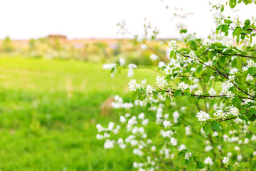 Obraz premium Shadberry bush with white flowers on branches against blurred sunset evening natural background springtime. Close up. Selective soft focus. Shallow depth of field. Text copy space.