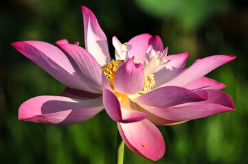 Fototapeta na wymiar Pink Lotus Blooming
