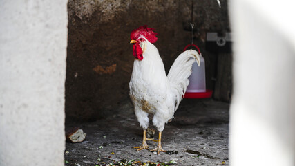 musica musicos detalle musical