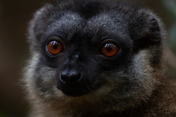 Common brown lemur (Eulemur fulvus)