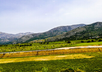 Obraz premium sheep in the mountains, Greece, Crete