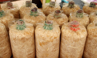 Row of light brown mushroom culture bags, Thailand.