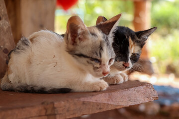 The cute kittens are hungry