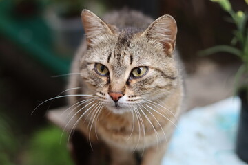 Fototapeta premium portrait of a cat