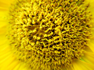 macro of sunflower are blooming