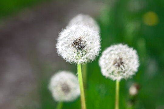 Dandelions in selective focus . Macro Blowball image