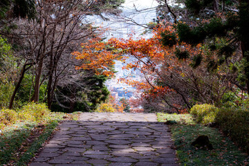 autumn in the park