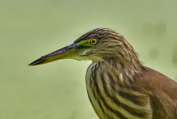 pond heron bird want to catch insect in a pond