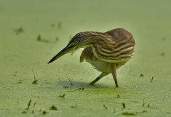 pond heron bird want to catch insect in a pond