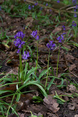 Portrait image of bluebells in woodland in spring with brown foliage below