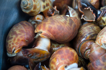 Babylonia areolata on bowl for make seafood.