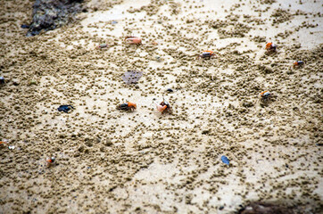 Fiddler Crab walking in mangrove forest at Lipe  island, Thailand