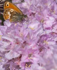 Armeria pungens, spillone delle spiagge, Parco Nazionale Arcipelago di La Maddalena, Sardegna

