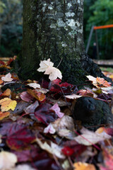 autumn leaves on the ground