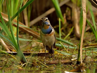 blue throat bird in natural habitat searching food