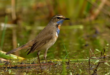 Fototapeta premium blue throat bird in natural habitat searching food