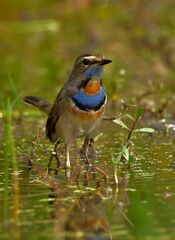 blue throat bird in natural habitat searching food