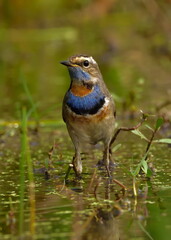 blue throat bird in natural habitat searching food