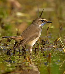 blue throat bird in natural habitat searching food