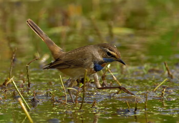 blue throat bird in natural habitat searching food