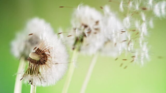 Macro Shot of Dandelion being blown in super slow motion on green background. Filmed on high speed cinematic camera at 2000 fps.