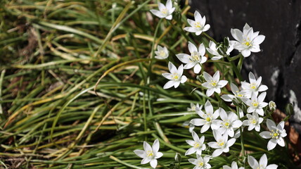 beautiful white ornithogalum umbellatum in the garden, spring season