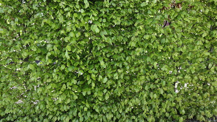 Green leaves hedge wall in the garden in the spring time, background