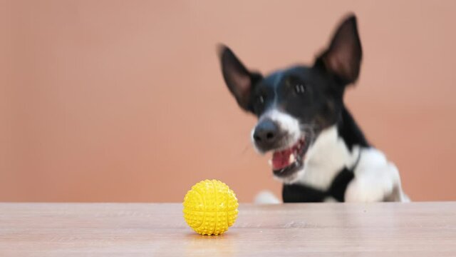 An energetic sleek fox terrier in a black bow tie jumps nonstop, trying to grab a yellow rubber ball from a wooden table. Pet in the studio on a light brown background. Slow motion. Close up.