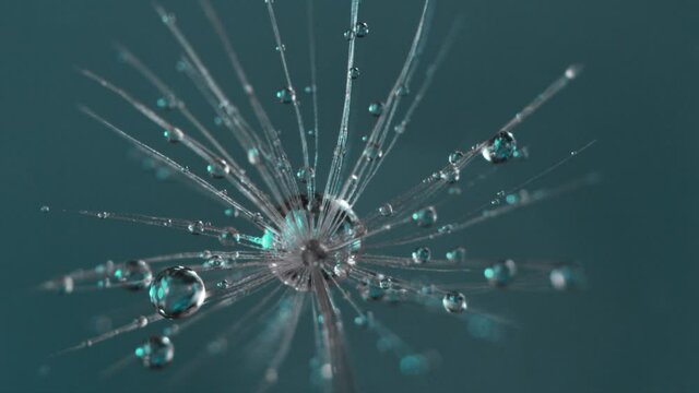 Slow Motion, Super Macro Shot of Dandelion with Water Drops Falling Down on Dark Blue Background. Filmed on high speed cinematic camera at 2000 fps.