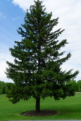 Fototapeta na wymiar full-length pine in the park