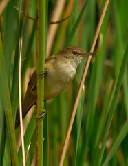 clamorous reed warbler bird in natural habitat image