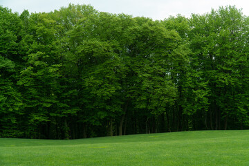 green trees in the park